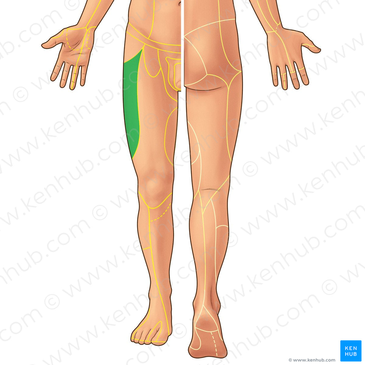 Lateral femoral cutaneous nerve (#21882)