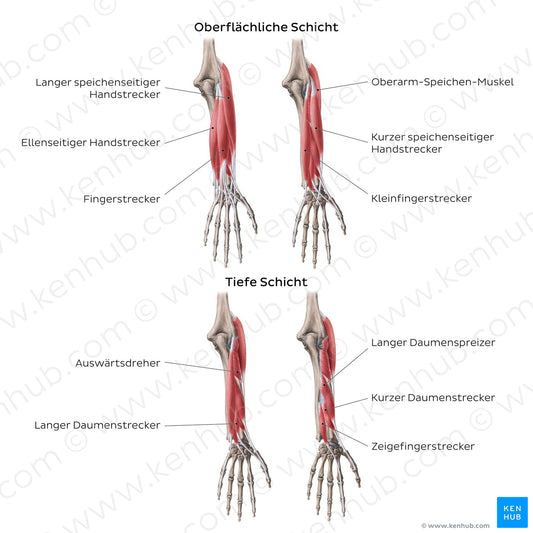 Extensors of the forearm (German)