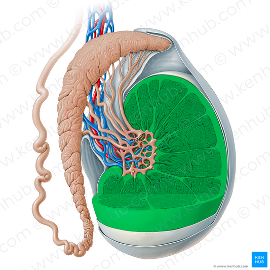 Testis (#19128)