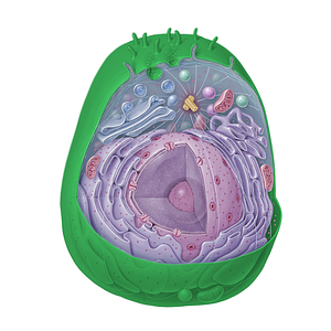 Plasma membrane (#15335)