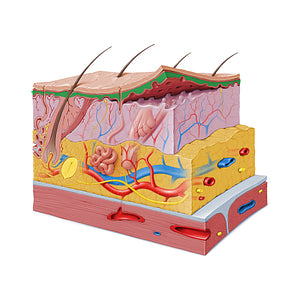 Stratum spinosum of epidermis (#19605)