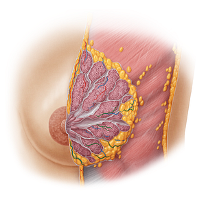 Lateral mammary branches of posterior intercostal artery (#19655)