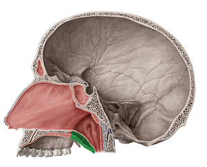 Soft palate (#7593)