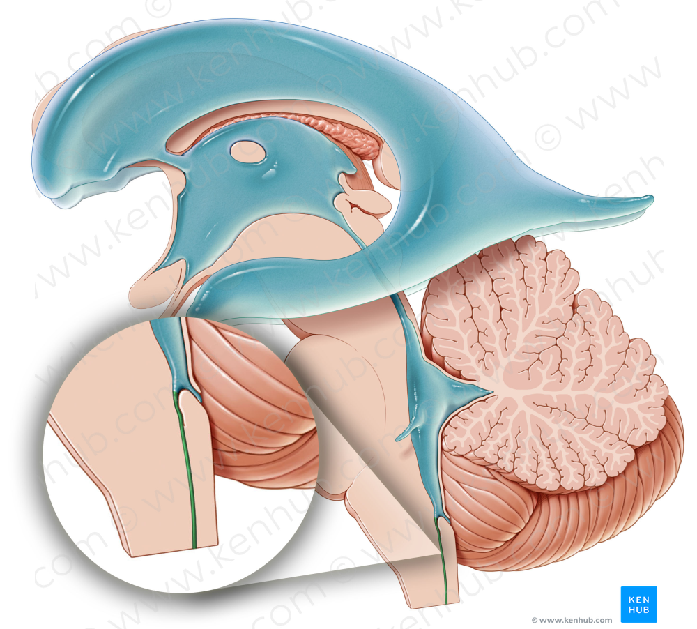 Central canal of spinal cord (#2316)