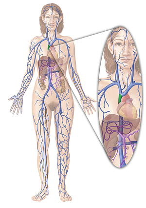 Superior vena cava (#10091)