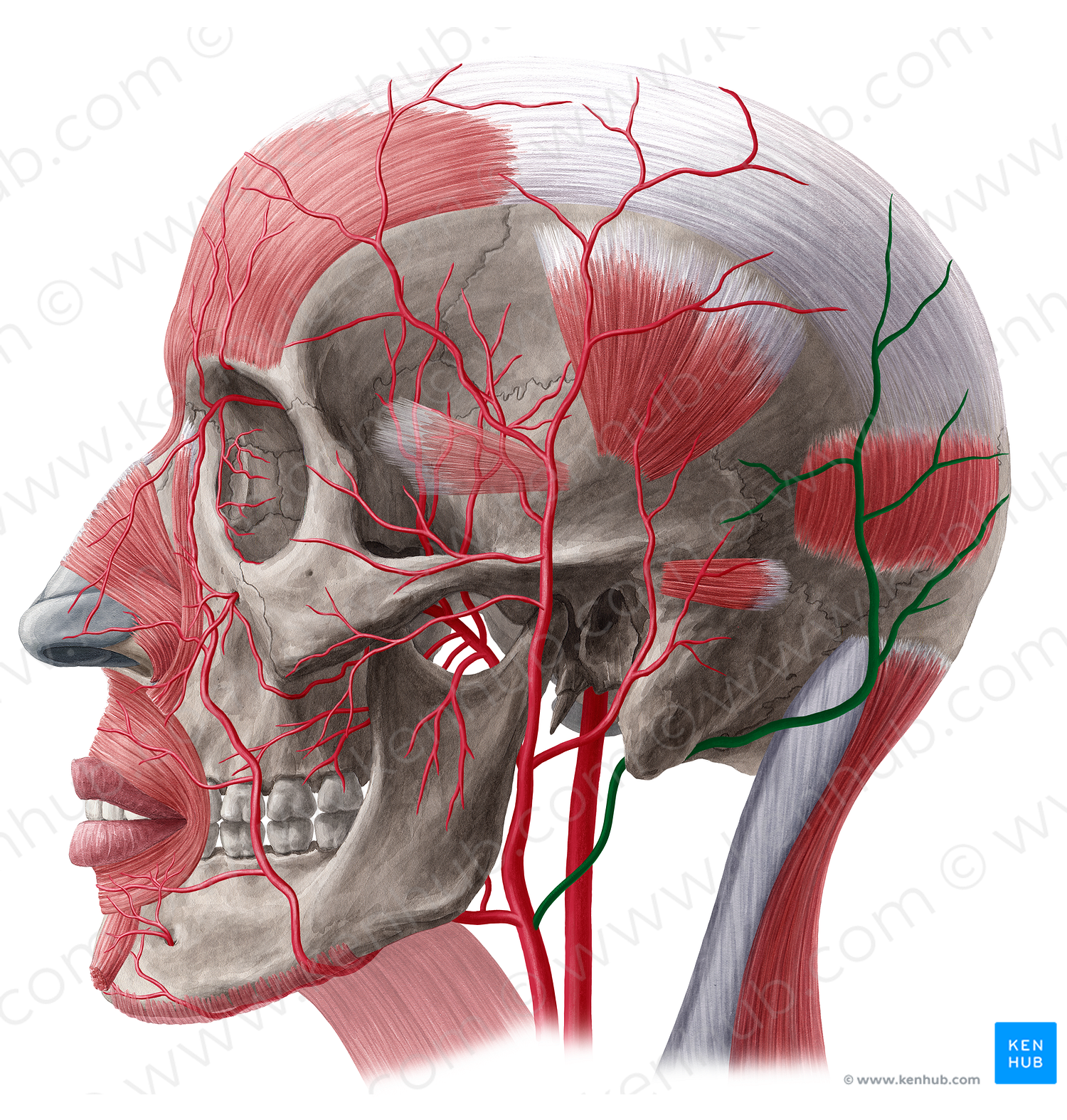 Occipital artery (#1559)