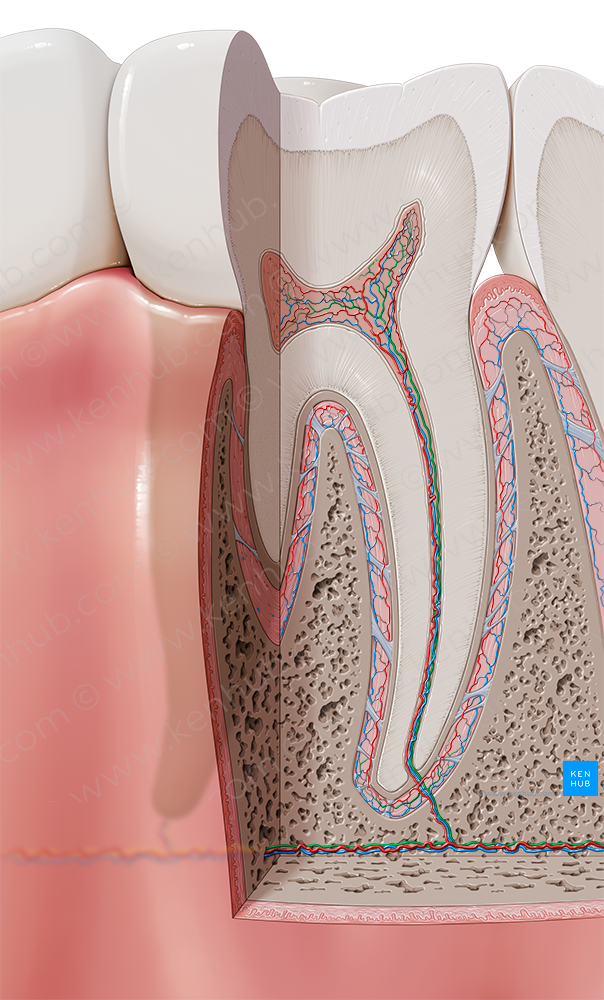 Dental nerves (#6222)