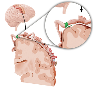 Sensory cortex of hip (#11047)