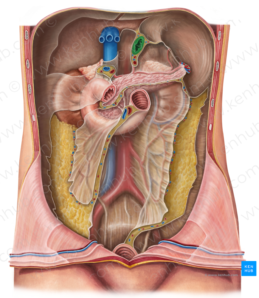 Abdominal part of esophagus (#7544)
