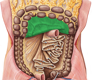 Transverse mesocolon (#5097)