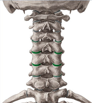 Articular processes of vertebrae C4-C6 (#8162)
