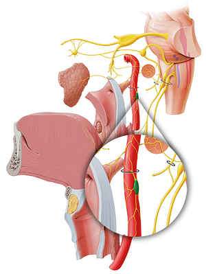 Superior cervical ganglion (#3956)