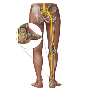 Lateral dorsal cutaneous nerve of foot (#18282)