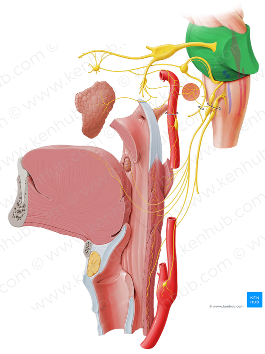 Pons (#8136)