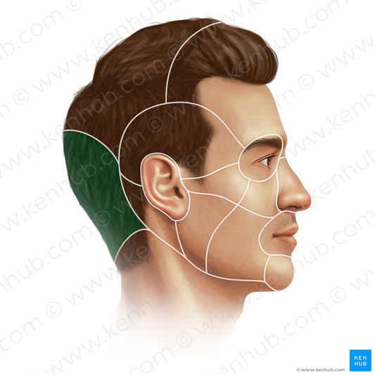 Occipital region (#20676)