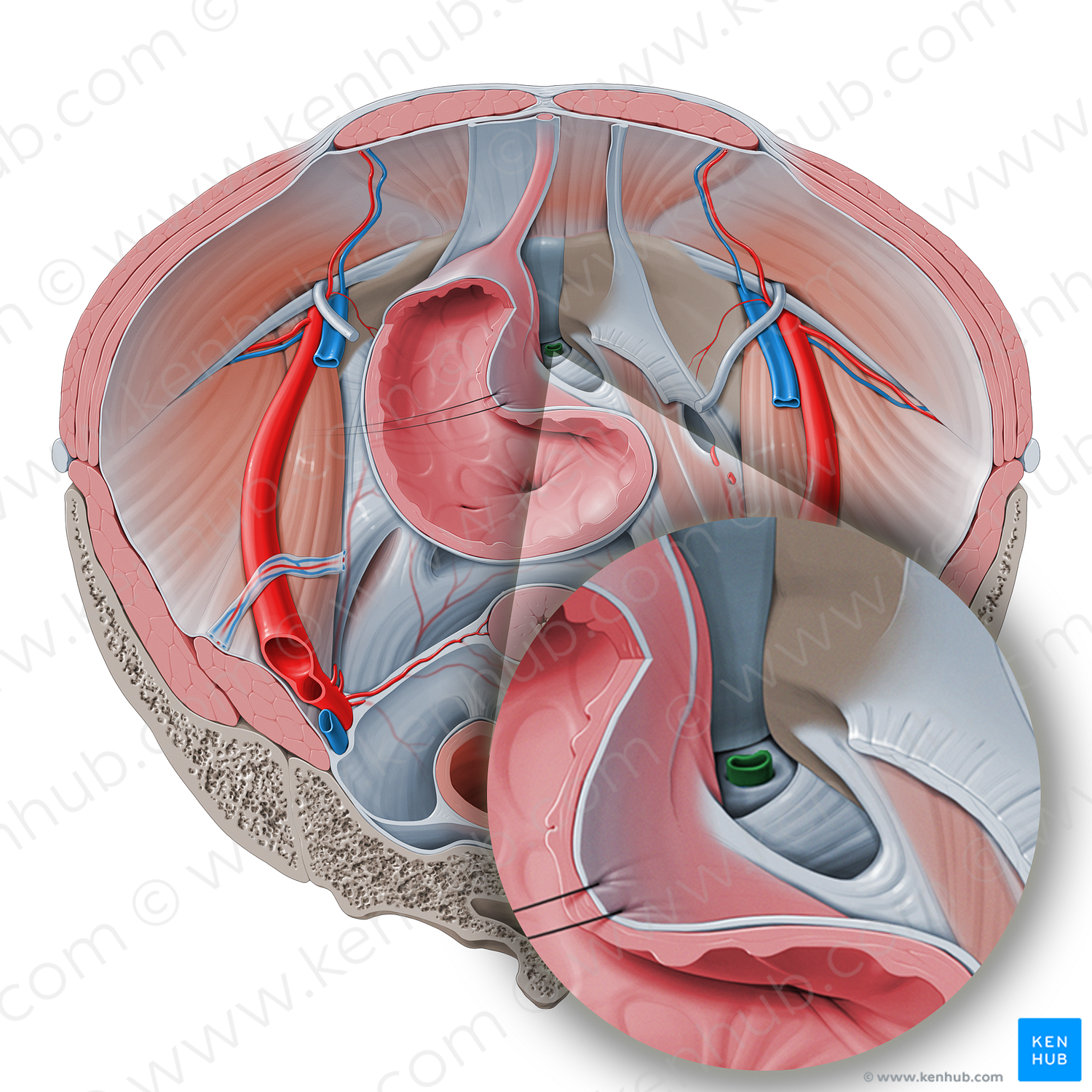 Deep dorsal vein of clitoris (#10129)
