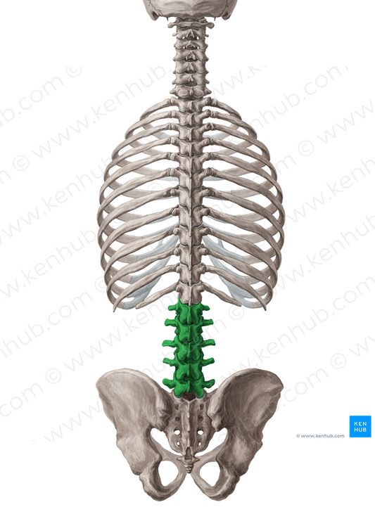 Lumbar vertebrae (#10749)