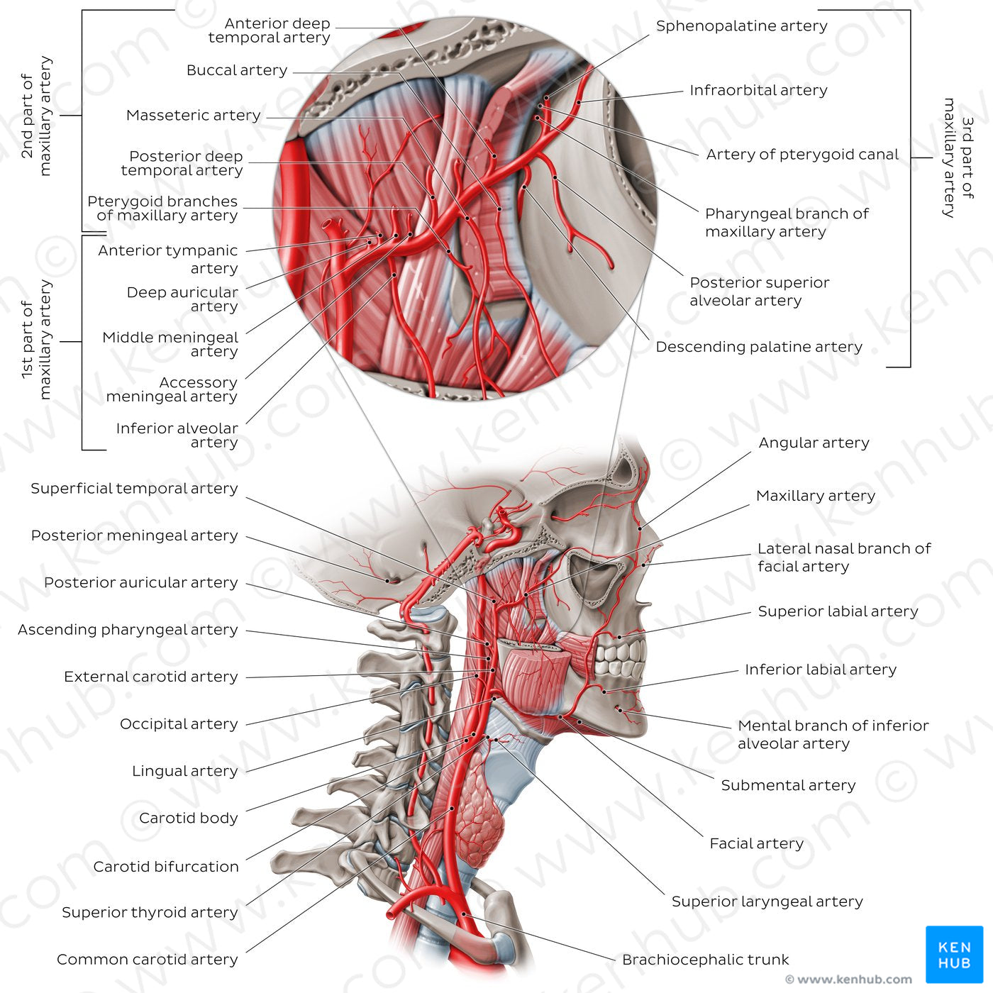 Arteries of the head: External carotid artery (English)