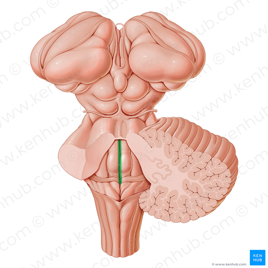 Median sulcus of rhomboid fossa (#21212)