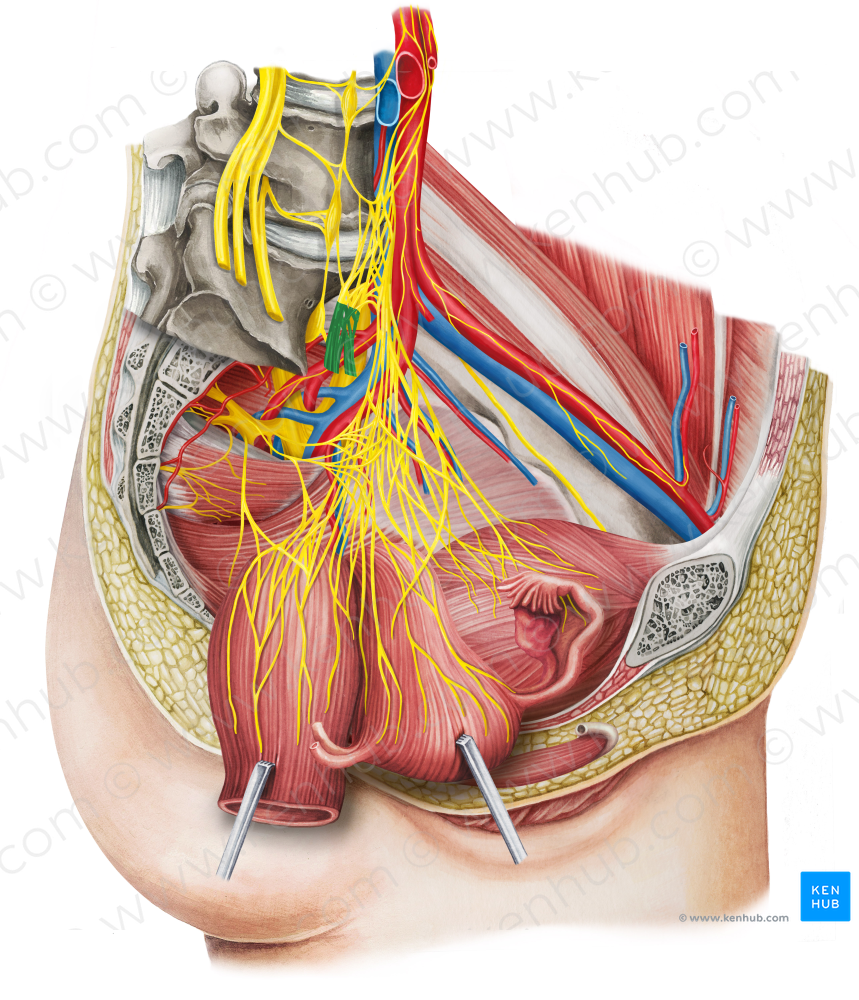 Right hypogastric nerve (#6450)