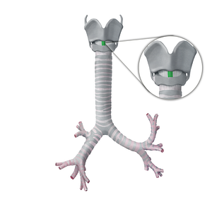 Median cricothyroid ligament (#4512)