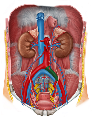 Left common iliac artery (#1381)