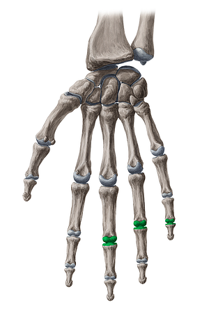 Proximal interphalangeal joints of 3rd-5th fingers (#2054)