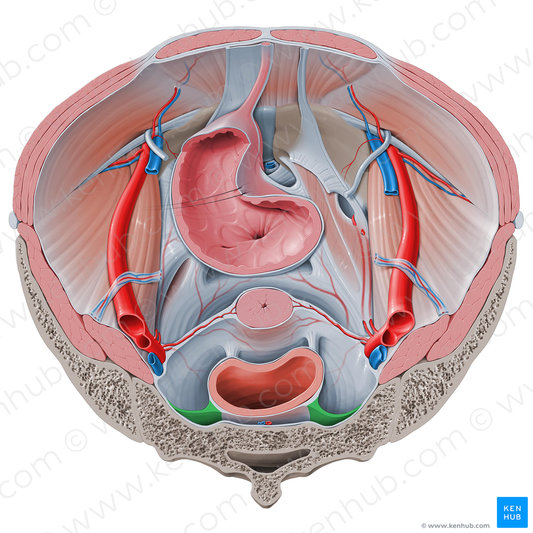 Rectosacral fascia (#18632)