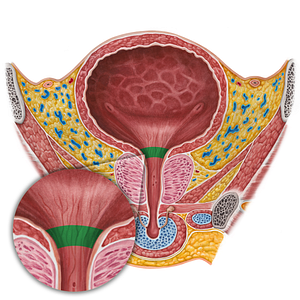 Neck of urinary bladder (#2585)