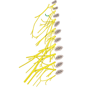 Lesser occipital nerve (#6610)