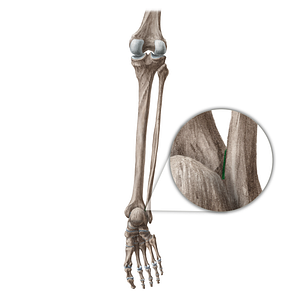 Fibular notch of tibia (#20443)