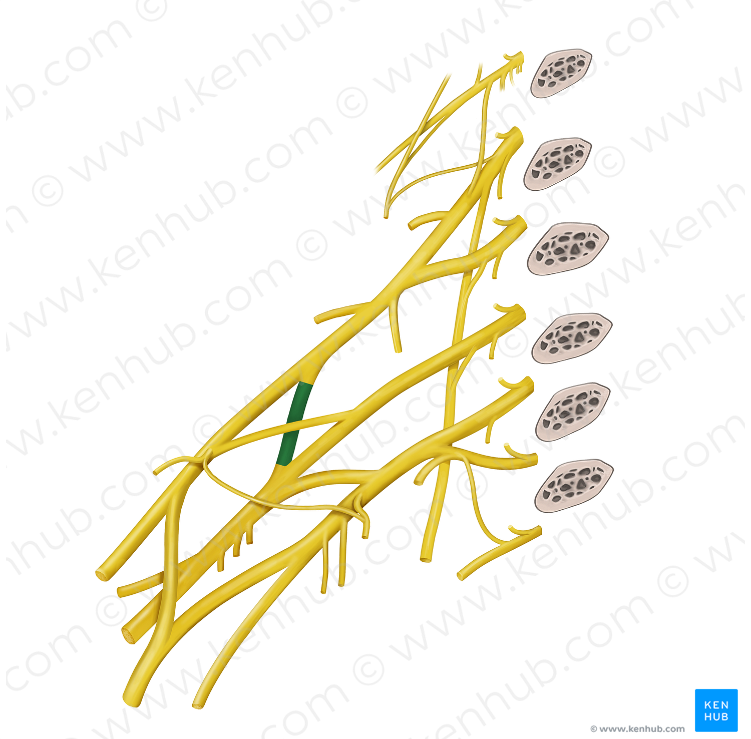 Posterior division of superior trunk of brachial plexus (#20602)