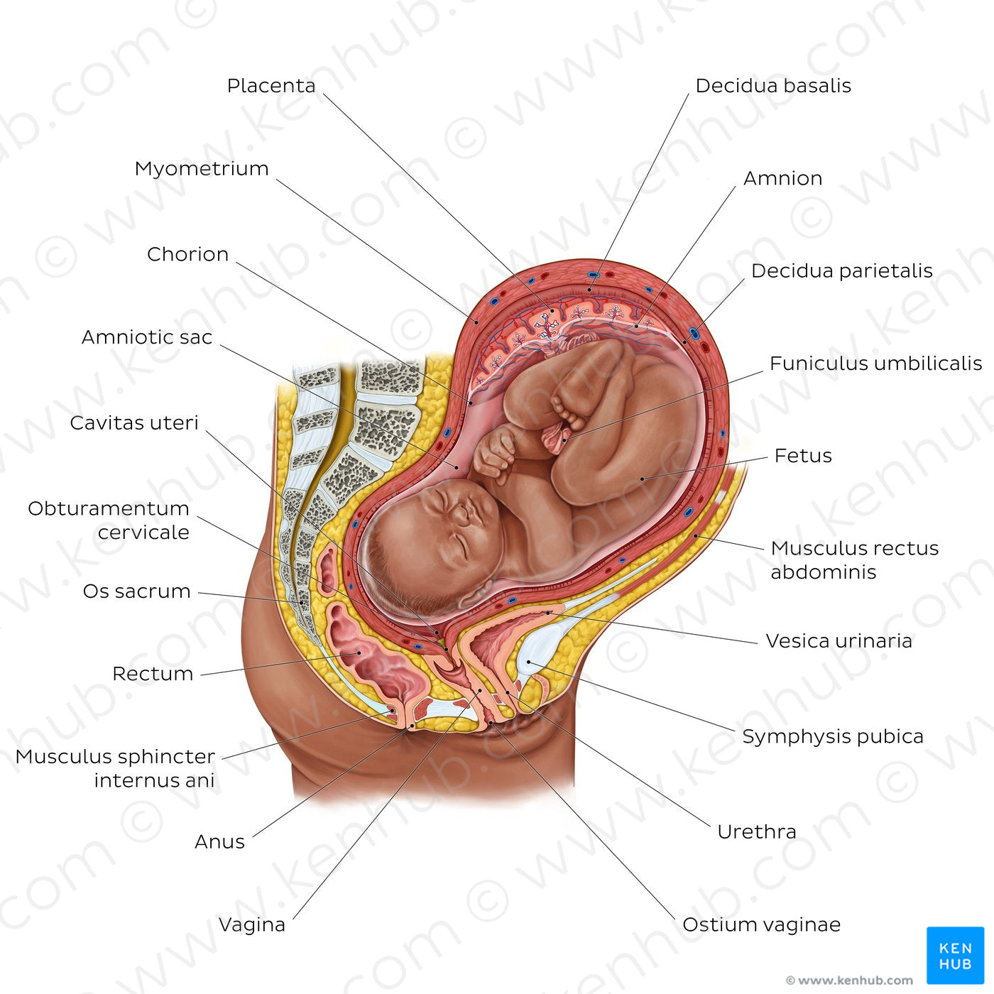Fetus in utero (Latin)