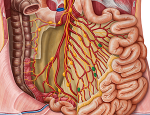 Juxtaintestinal lymph nodes (#7043)