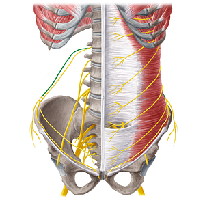 Iliohypogastric nerve (#6473)