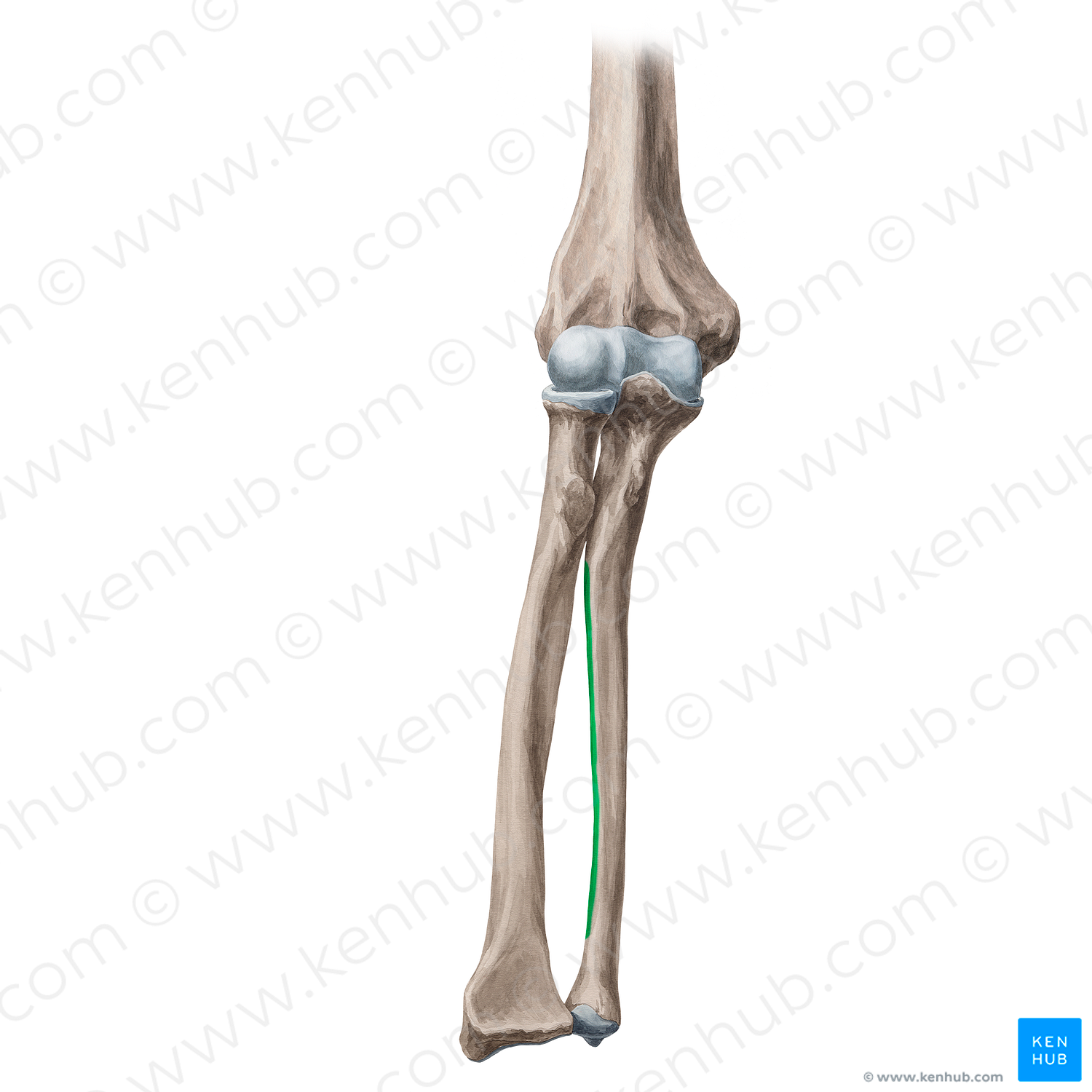 Interosseous border of ulna (#21343)