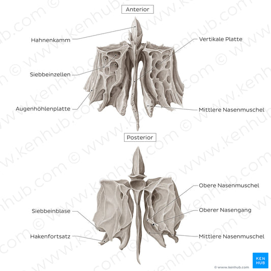 Ethmoid bone (anterior and posterior views) (German)