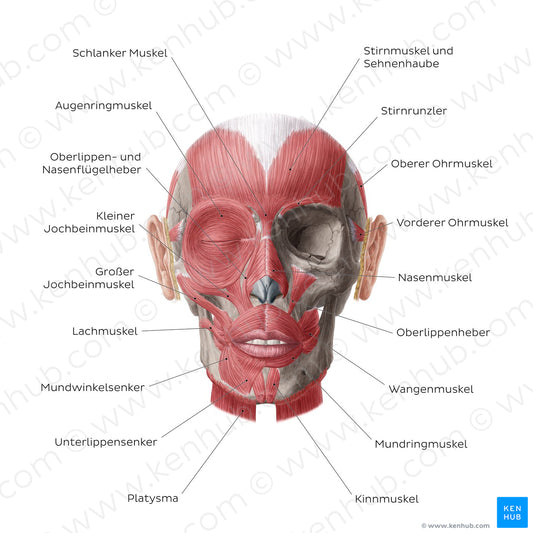 Muscles of facial expression (German)