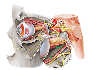 Inferior branch of oculomotor nerve (#8697)