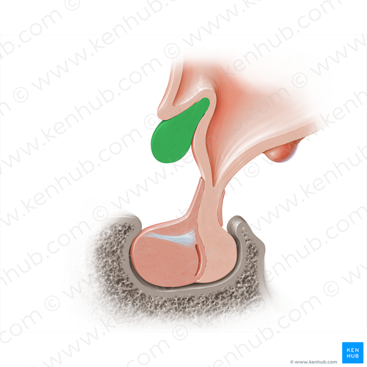 Optic chiasm (#18216)