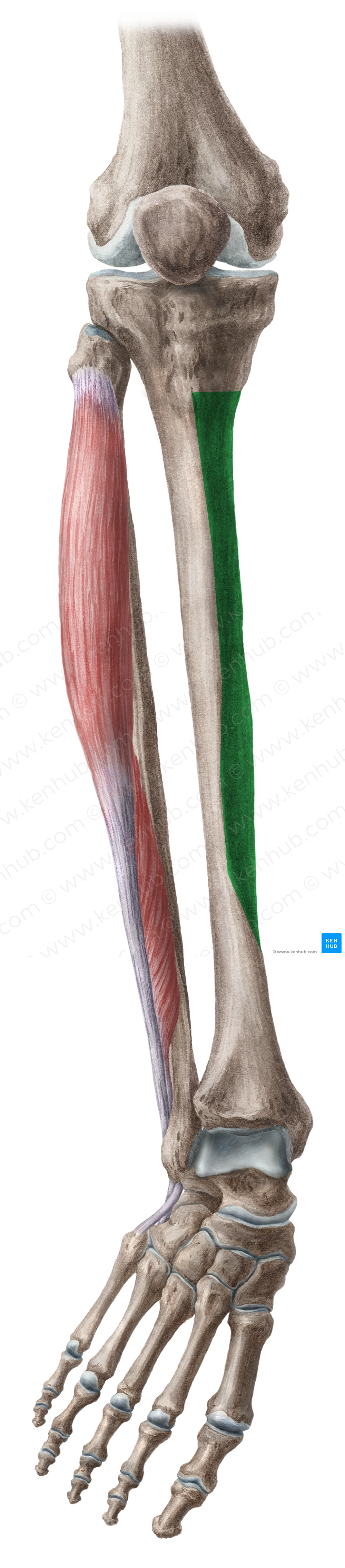 Medial surface of tibia (#3522)