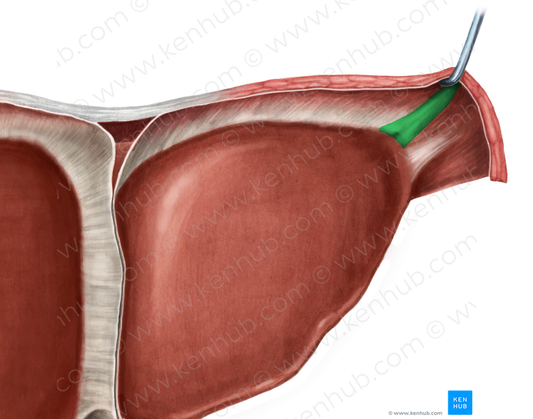 Left triangular ligament of liver (#4666)