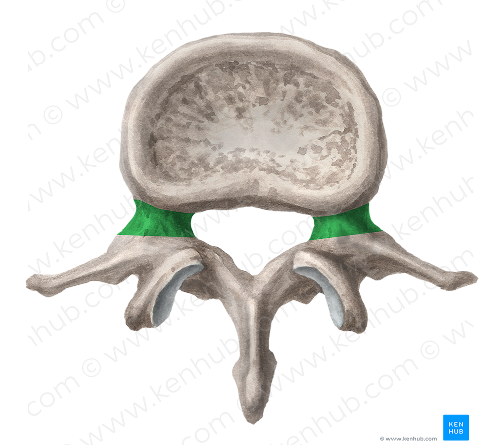 Pedicle of vertebral arch (#7823)
