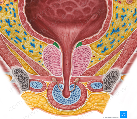 Internal urethral sphincter (#5989)