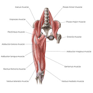 Muscles of the hip and thigh (Anterior view) (English)