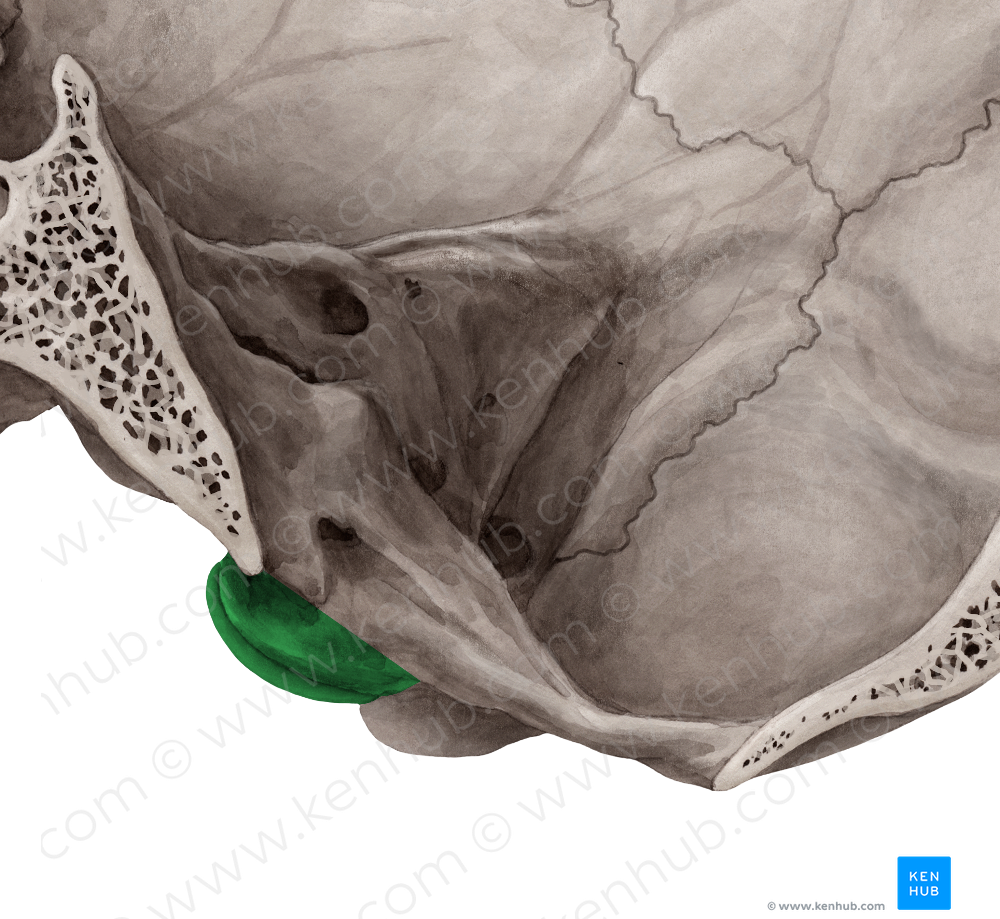 Occipital condyle (#2830)