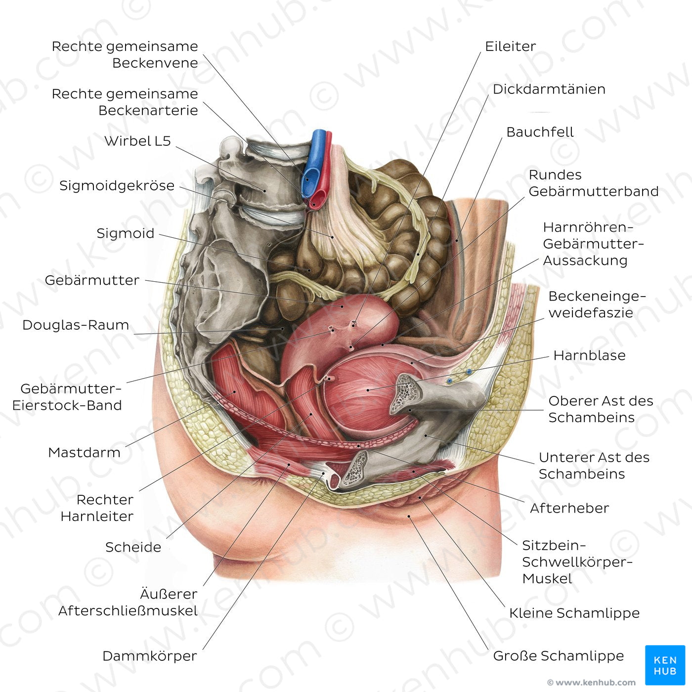 Female pelvic viscera and perineum (German)