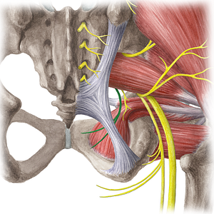 Pudendal nerve (#6700)