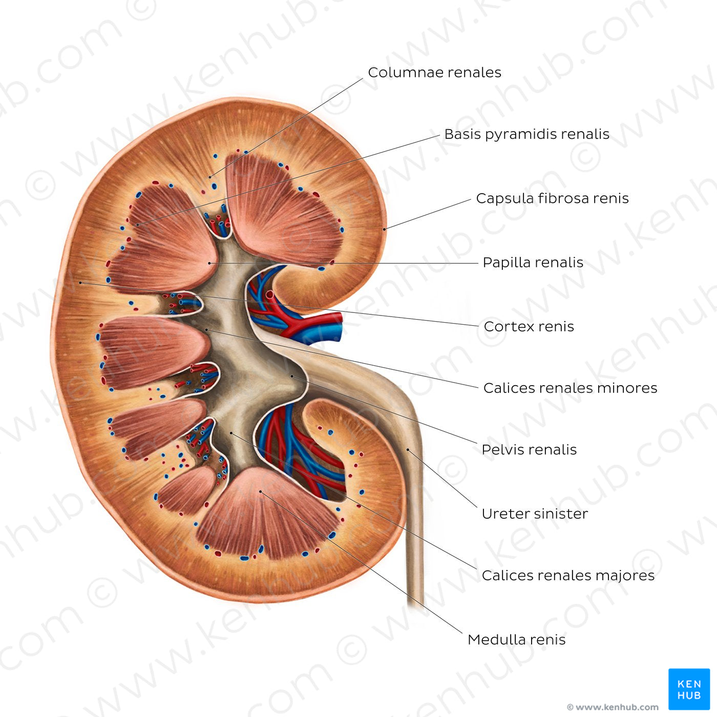 Kidney structure (Latin)