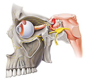 Middle superior alveolar nerve (#6311)